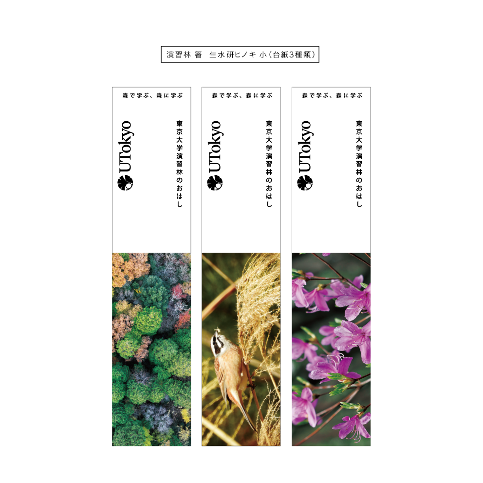 演習林のおはし　(小)　生態水文学研究所ヒノキ